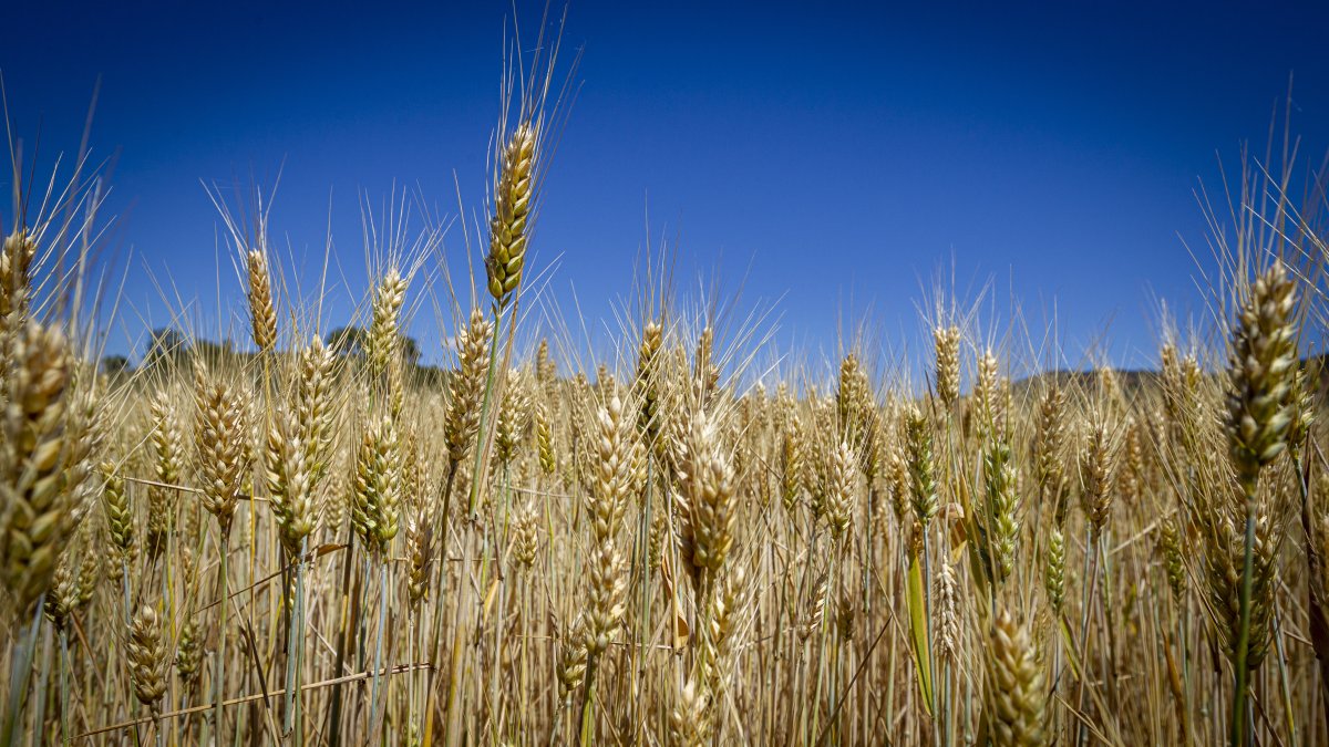 Campo de trigo en la provincia de Soria.
