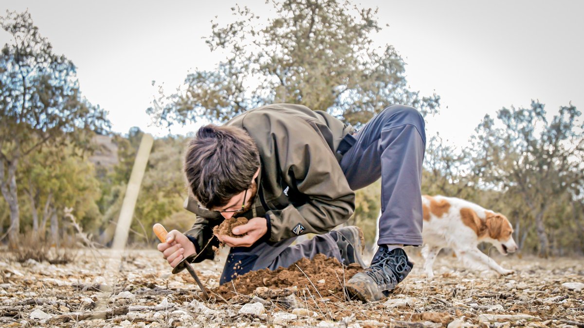 La caza de la trufa ya no es sólo la forma de obtenerla, sino también un atractivo turístico en paquetes con la experiencia trufera global.