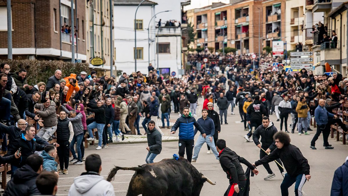 Miles de personas asisten a la celebración del Toro de San Sebastián en Ciudad Rodrigo (Salamanca)