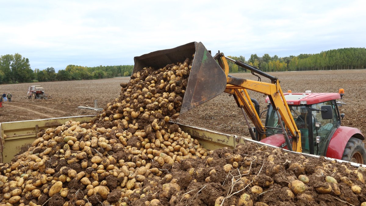Recogida de patatas en una finca en Castilla y León, en una imagen de archivo