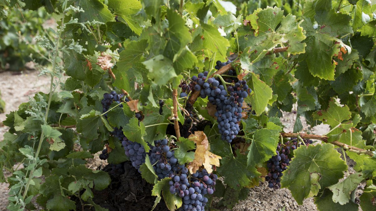 La Conferencia Sectorial de Agricultura inyecta 46,6 M€ para la promoción en terceros países