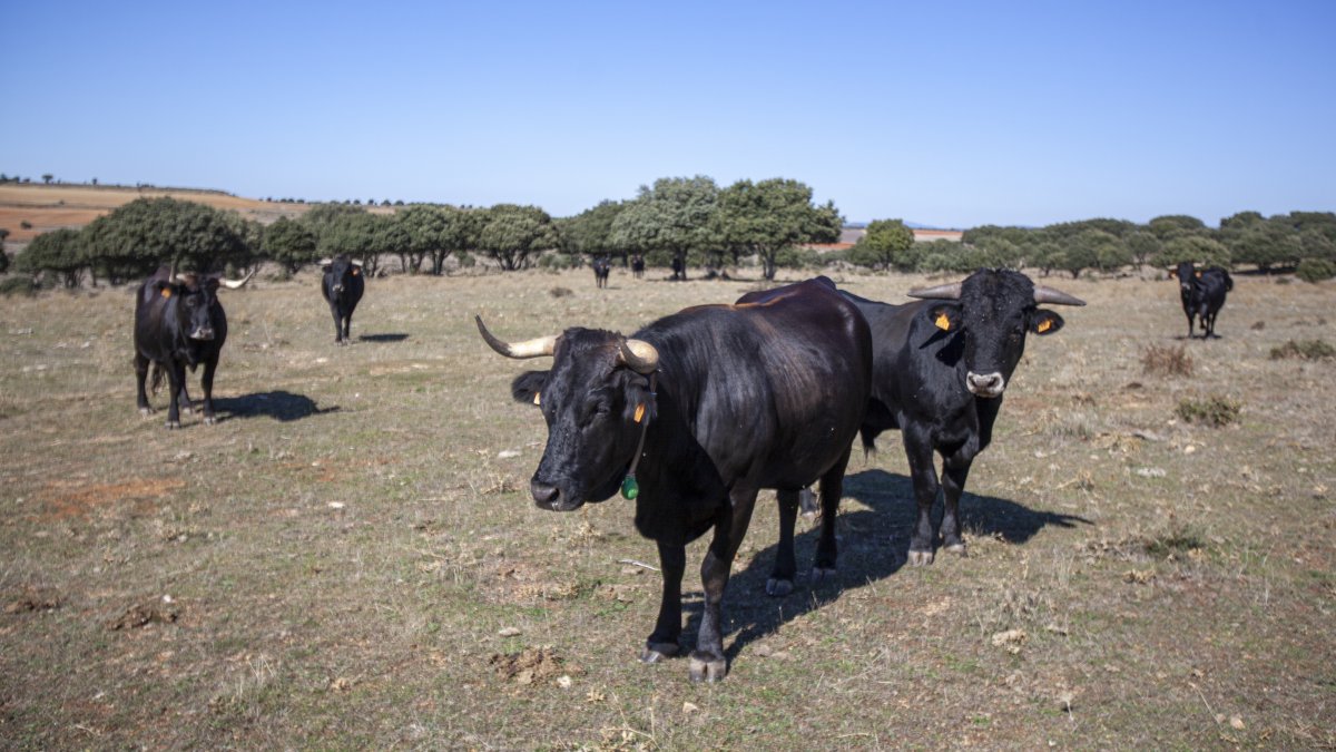 Explotación de vaca serrana negra en la provincia de Soria