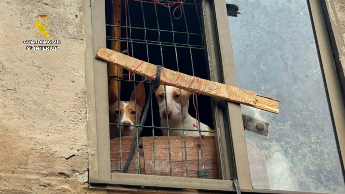 La Guardia Civil rescata a once podencos abandonados por su propietario en La Bureba (Burgos).