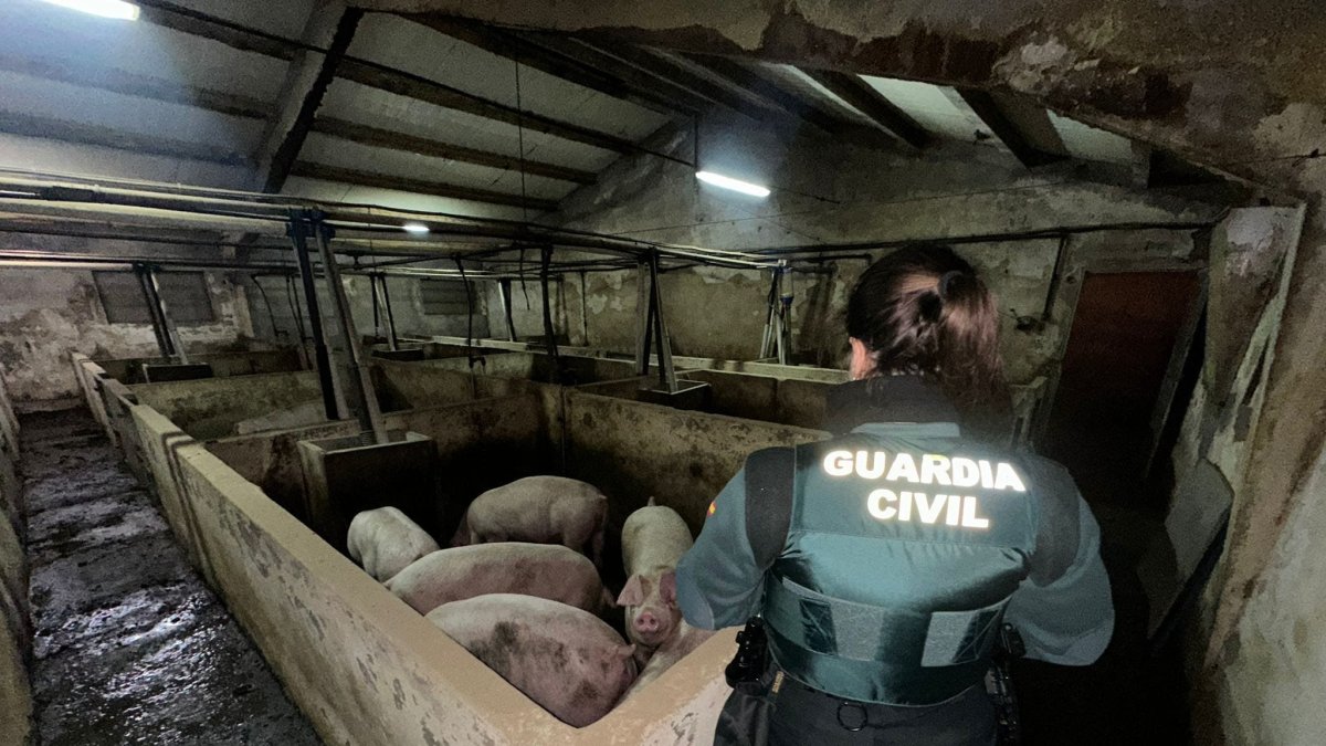 Un agente de la Guardia Civil en la explotación inundada.