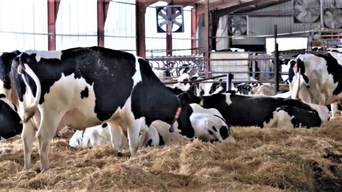 Vacas de leche en el cebadero de una explotación de la provincia de Zamora, en una imagen de archivo. ICAL