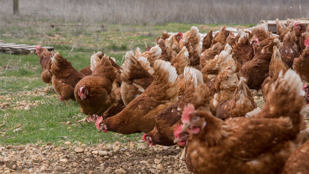 Una bandada de gallinas come en una explotación avícola, en una foto de archivo.
