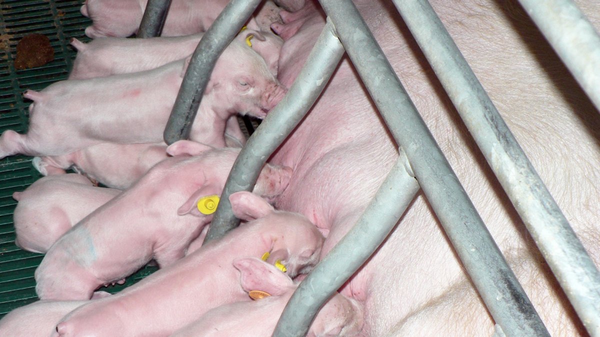 Granja de madres de Copiso.