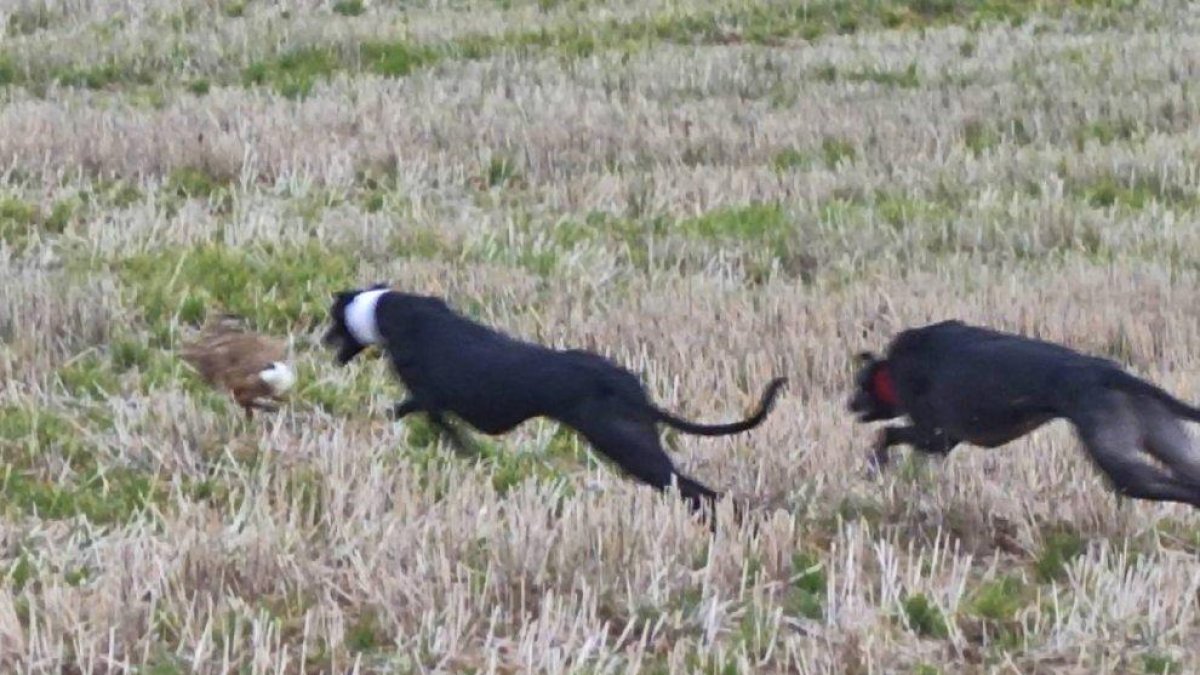 Una collera de galgos en la Cuesta de los Picos en el nacional de 2026