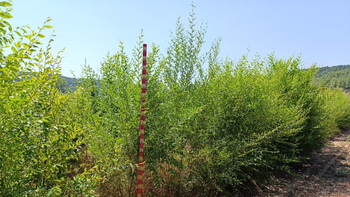 Plantación de olmo de Siberia en una de las parcelas del Ceder Ciemat