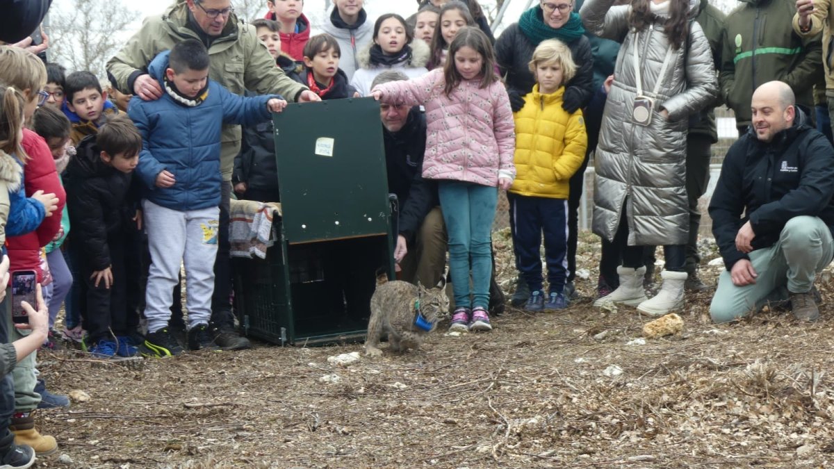 Liberados dos nuevos linces ibéricos en el Cerrato Palentino, del total de 9 ejemplares que se soltarán a lo largo de 2026
