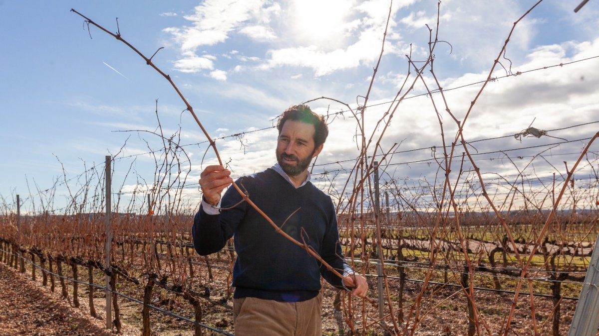 Antonio tiene 87 hectáreas de viñedo en Aranda de Duero.