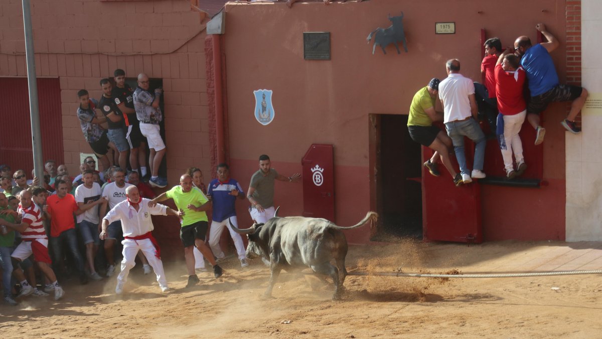Toro enmaromado de Benavente en una imagen de archivo