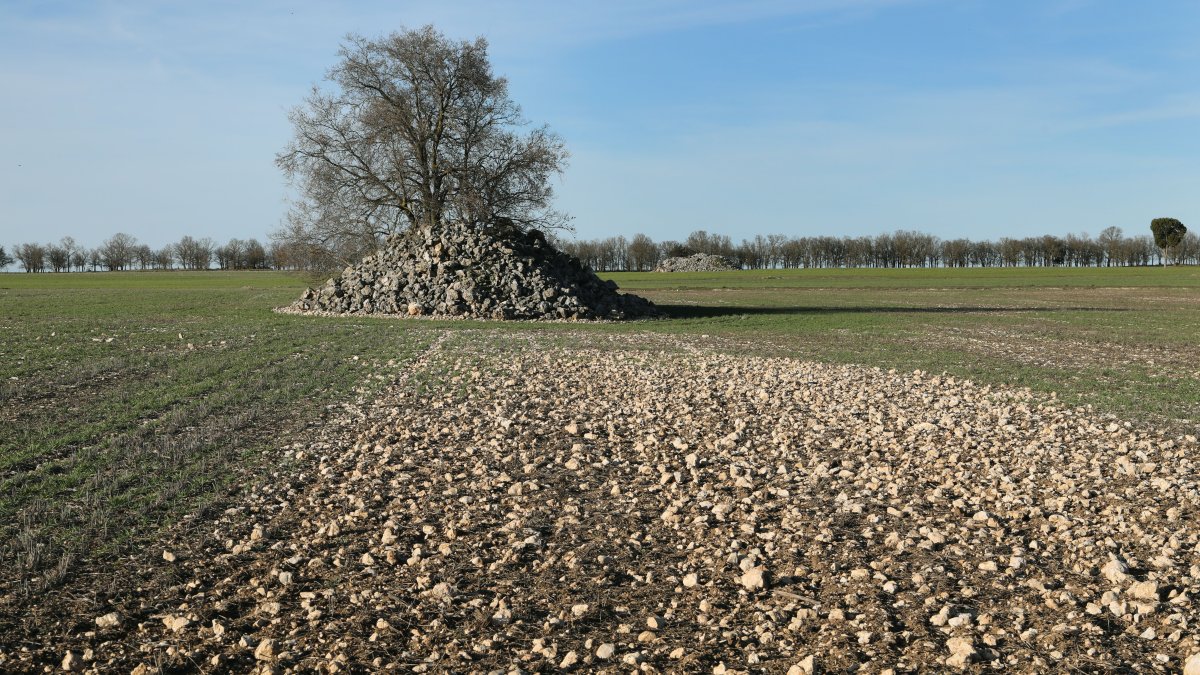 Fincas de cereal en Espinosa de Cerrato (Palencia)