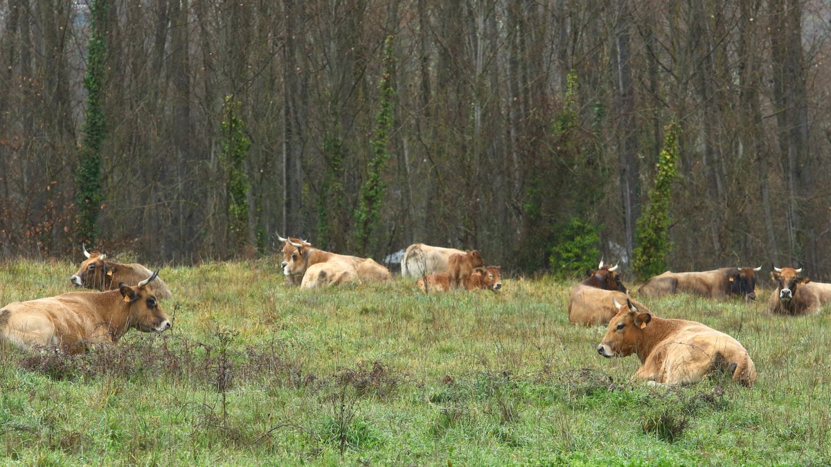 Rebaño de vacas en un prado de la localidad de Vilela (León).