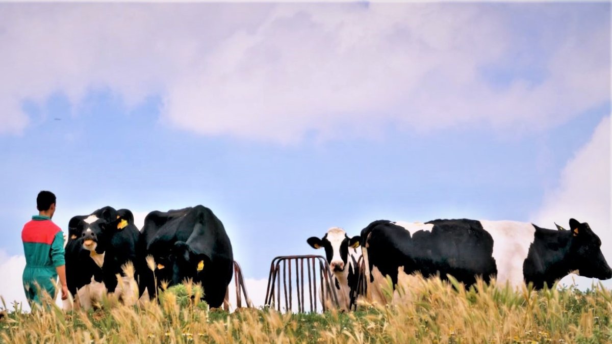 Granja de vacuno de carne y leche vinculadas a Cobadu, en una imagen de archivo