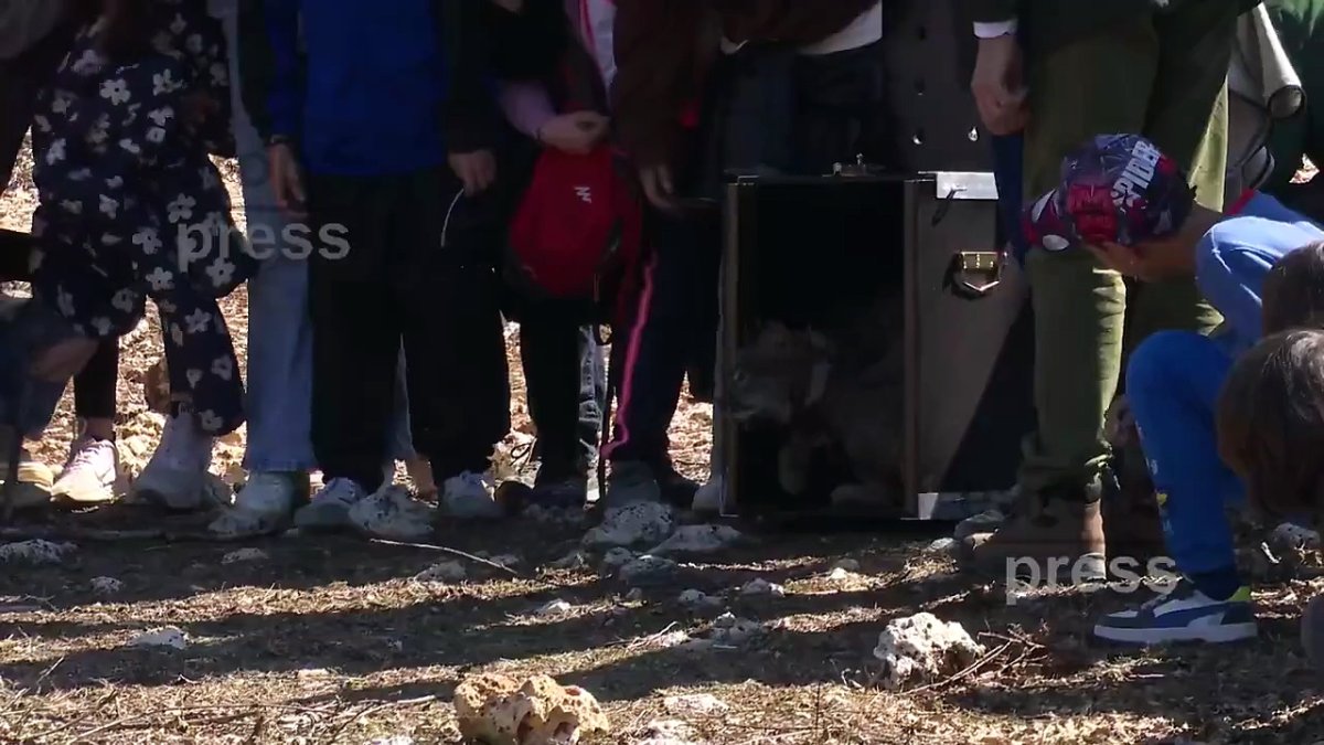 Momento de la suelta de los dos nuevos linces en el Cerrato palentino.-EUROPA PRESS