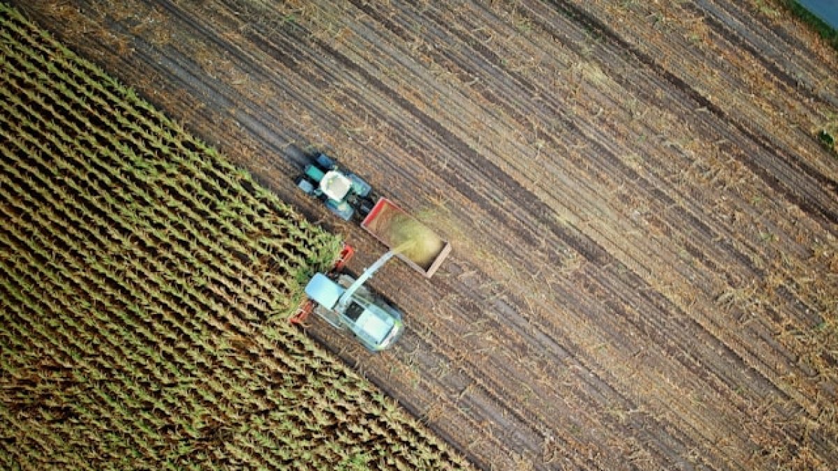 Campo de cultivo