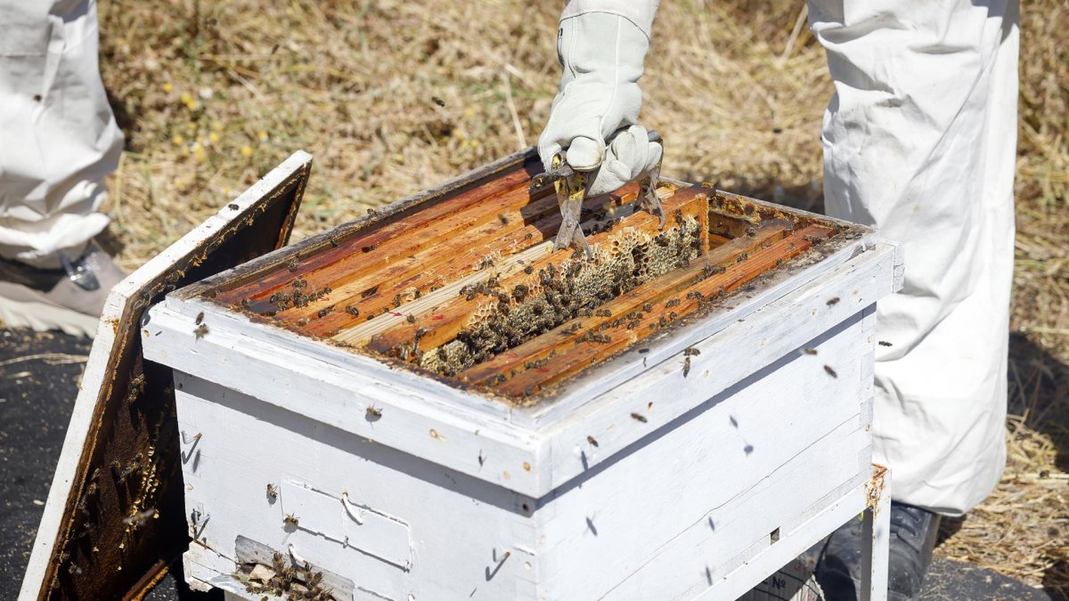 Un apicultor junto a una colmena en una imagen de archivo.