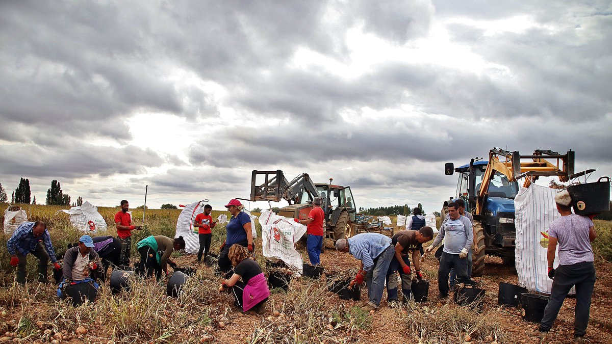 Un grupo de temporeros se afana en la recolección de la cebolla cerca de Fresno de la Vega (León)