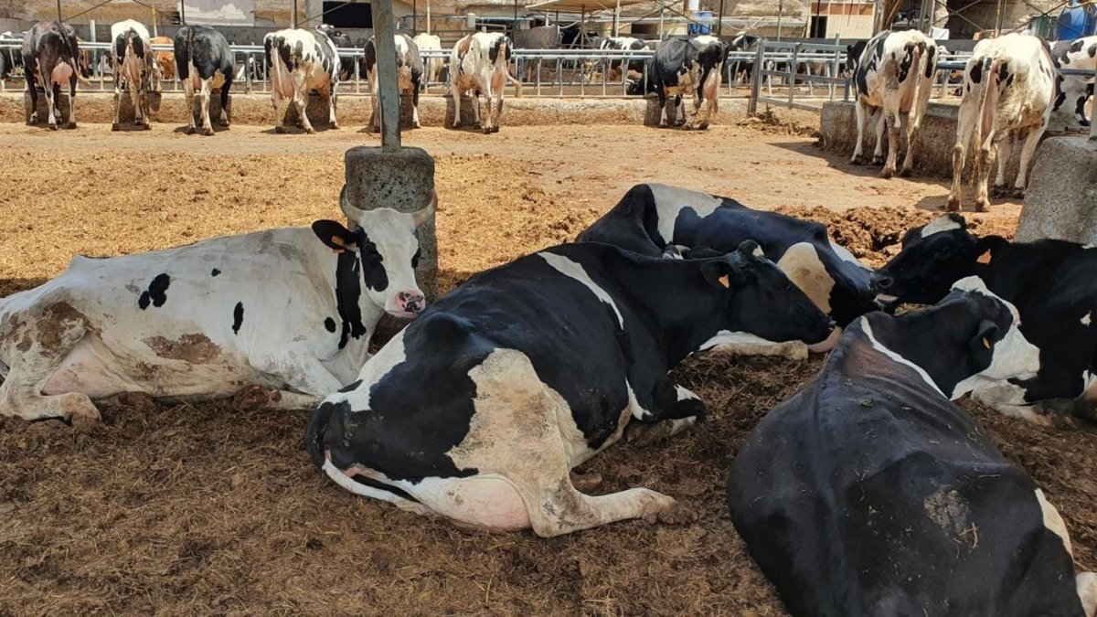 Vacas en una explotación agraria.
