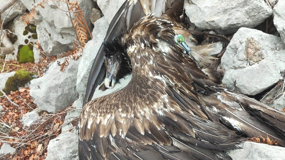 Ejemplar de quebrantahuesos muerto por electrocución en la vertiente leonesa de Picos de Europa