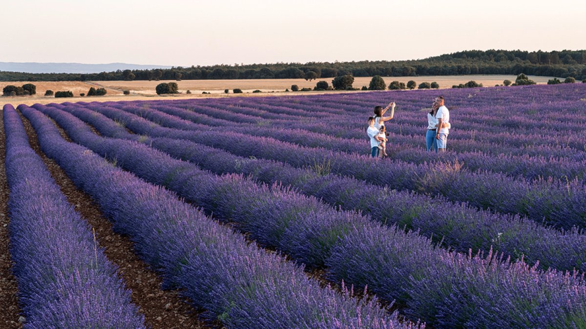 Los campos de lavanda de Caleruega permiten disfrutar del colorido ya entrado el verano. Alcanzan su máximo esplendor en la primera quincena de julio
