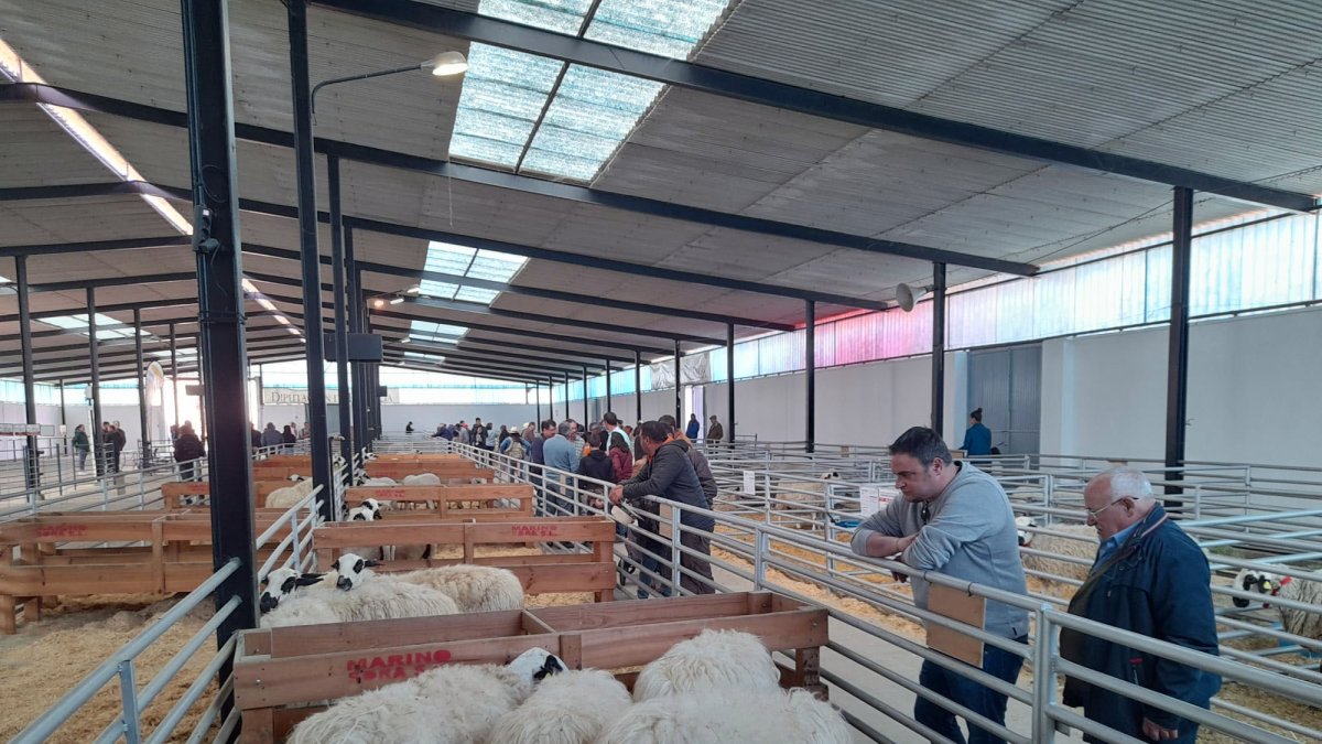Un grupo de personas observa unas ovejas en la Feria de Raza Churra celebrada en Palencia.