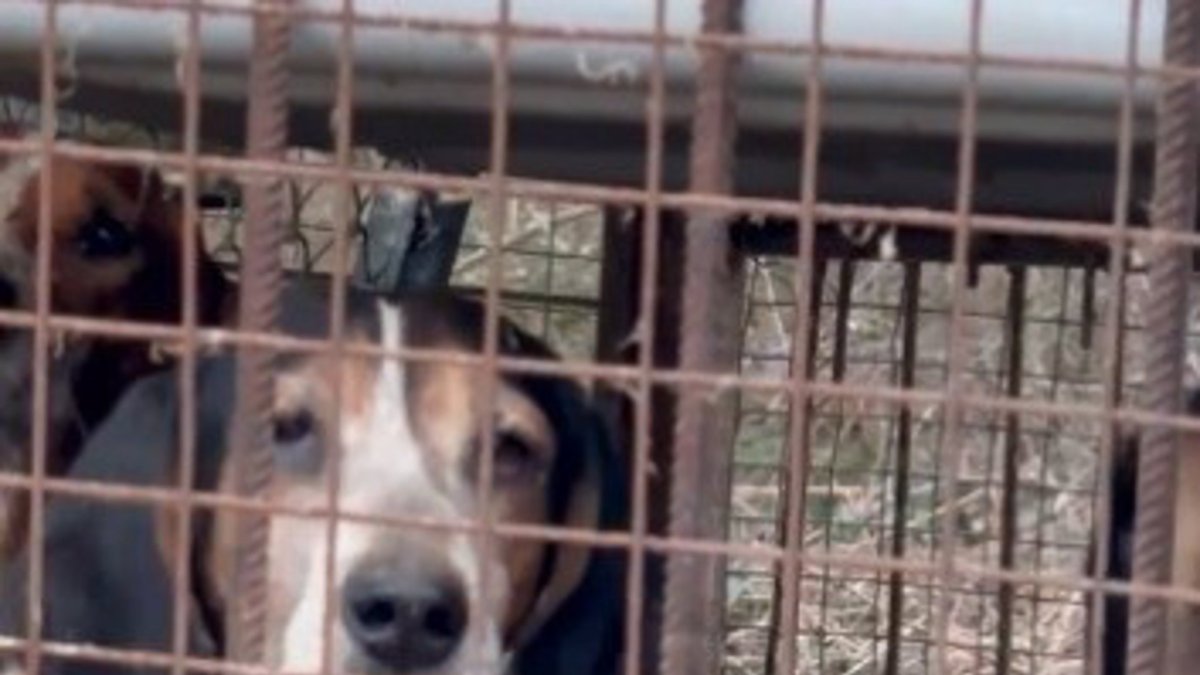 Encontrados diez perros de caza hacinados y ocultos en un remolque en Lillo del Bierzo