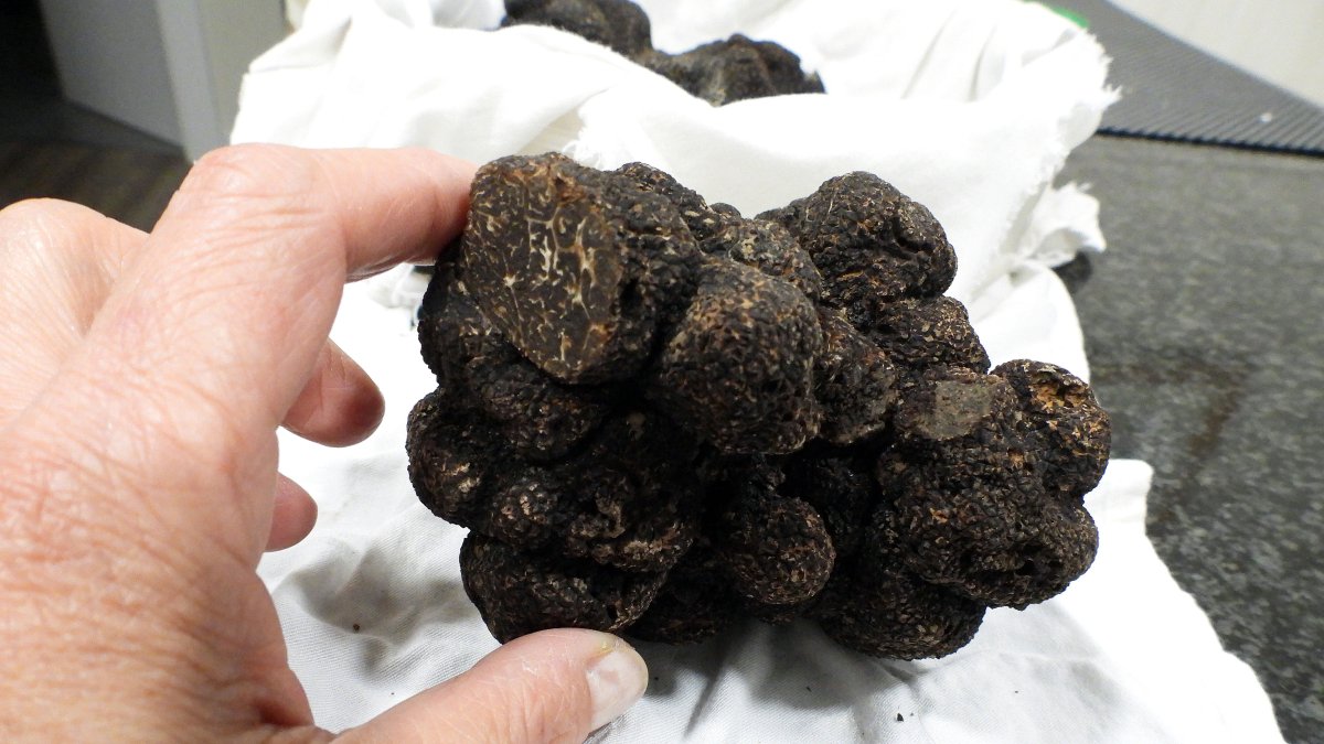Trufa negra de un cuarto de kilo cosechada en el Vivero Provincial de Zamora