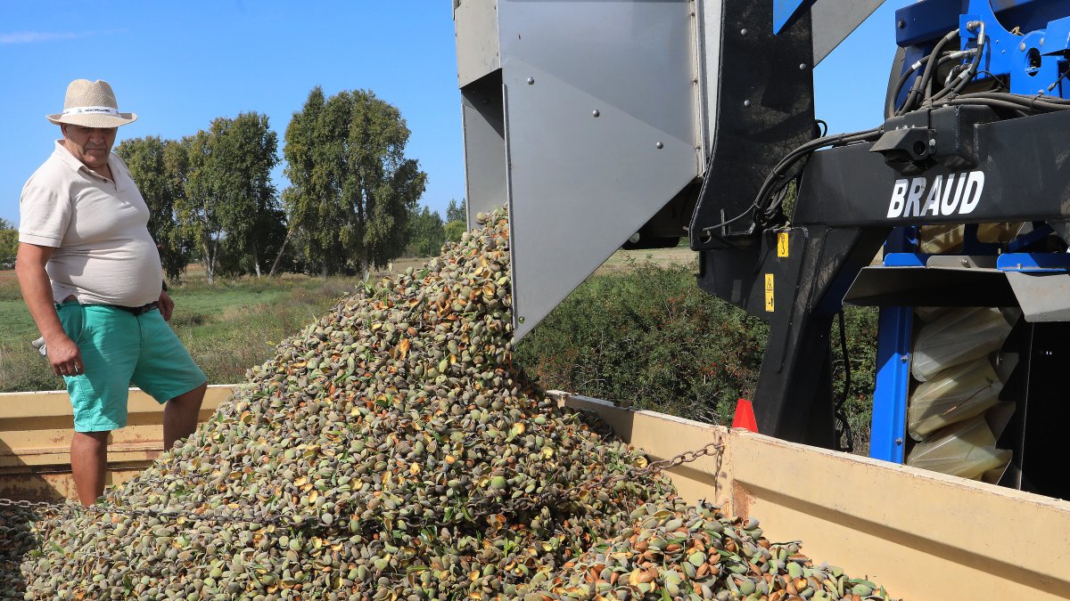 Un agricultor en una tierra de cultivo durante la cosecha de almendras en la localidad palentina de San Cebrián de Campos, en una pasada campaña.