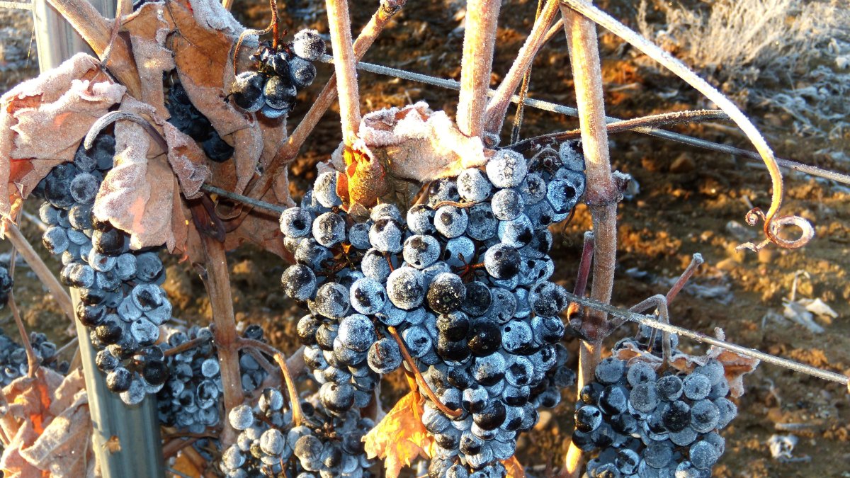 Uvas en viñedos de la bodega Señorío de Valdesneros en Torquemada.