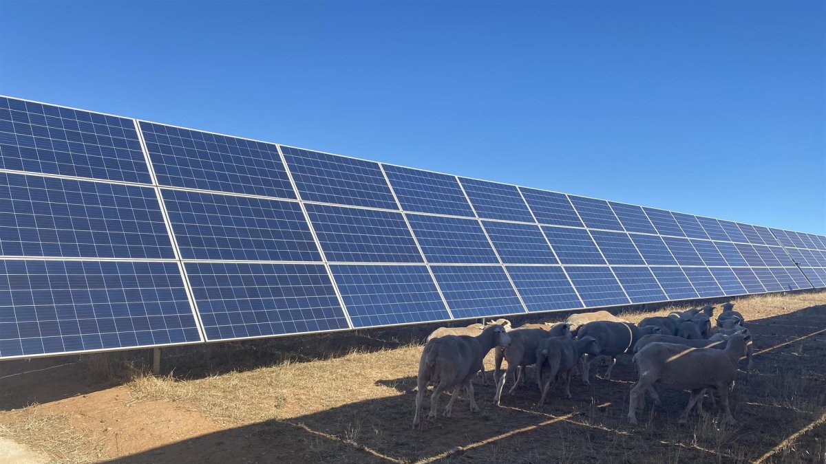 Ganado en una planta fotovoltaica en una imagen de archivo.