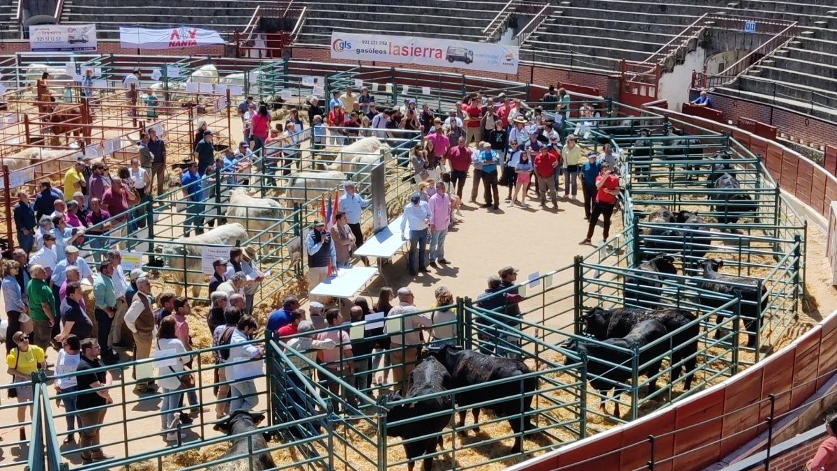 Feria de Ganado Vacuno en el Espinar en ediciones anteriores