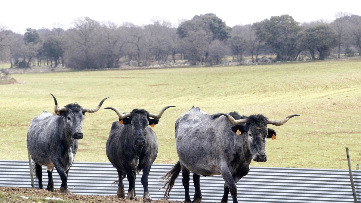 Vacas morillas pastando en la localidad palentina de Monte del Rey.