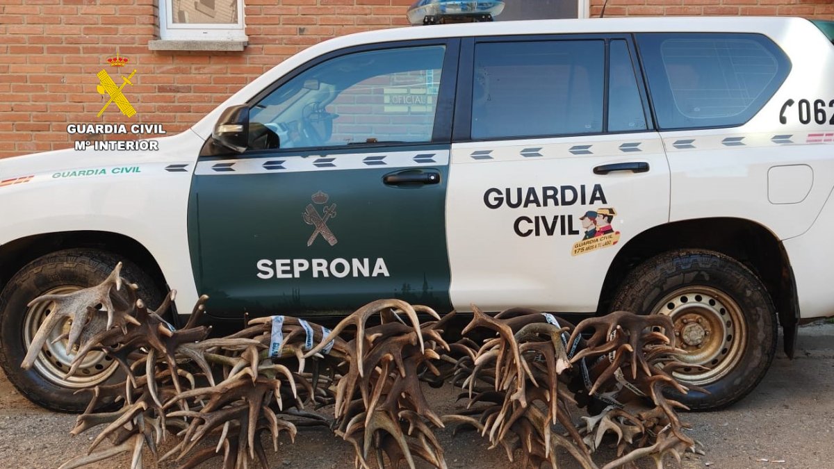 Astas de ciervo y gamo decomisadas por el Seprona en Zamora.