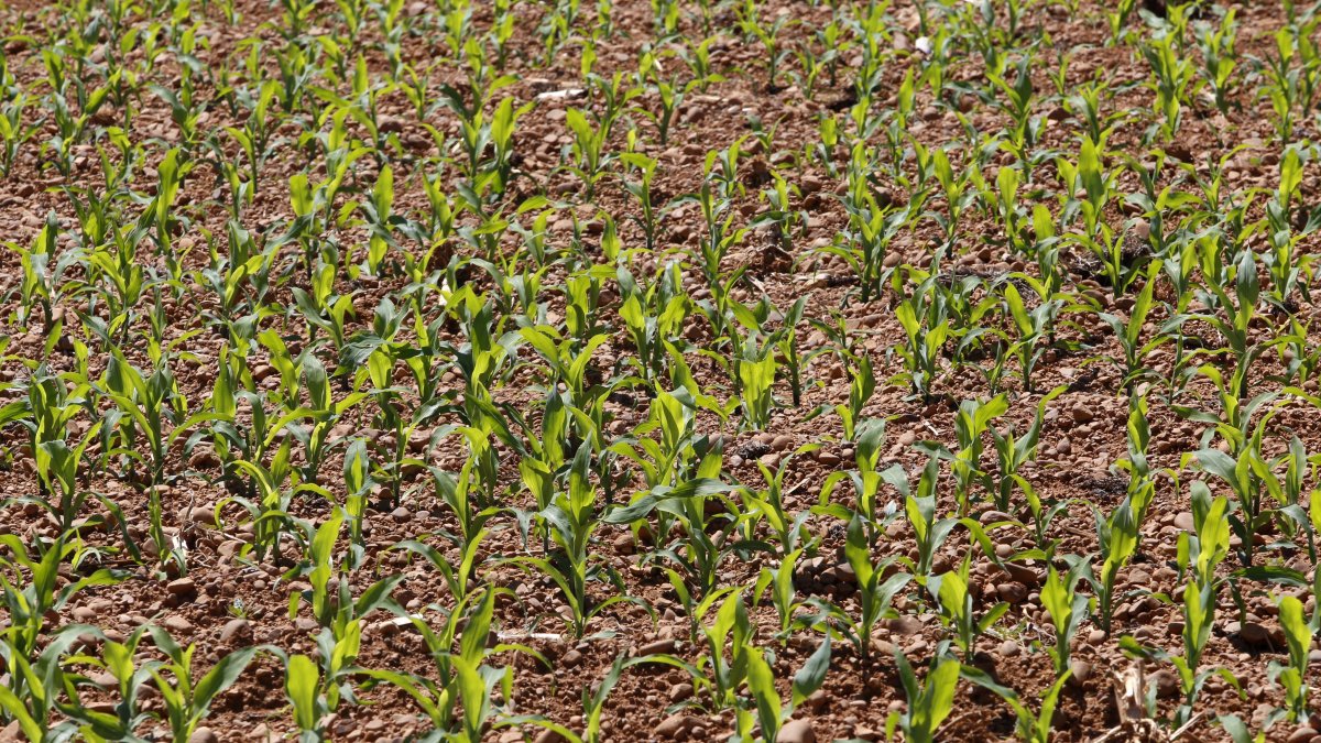Plantación de maíz en Sahagún (León).