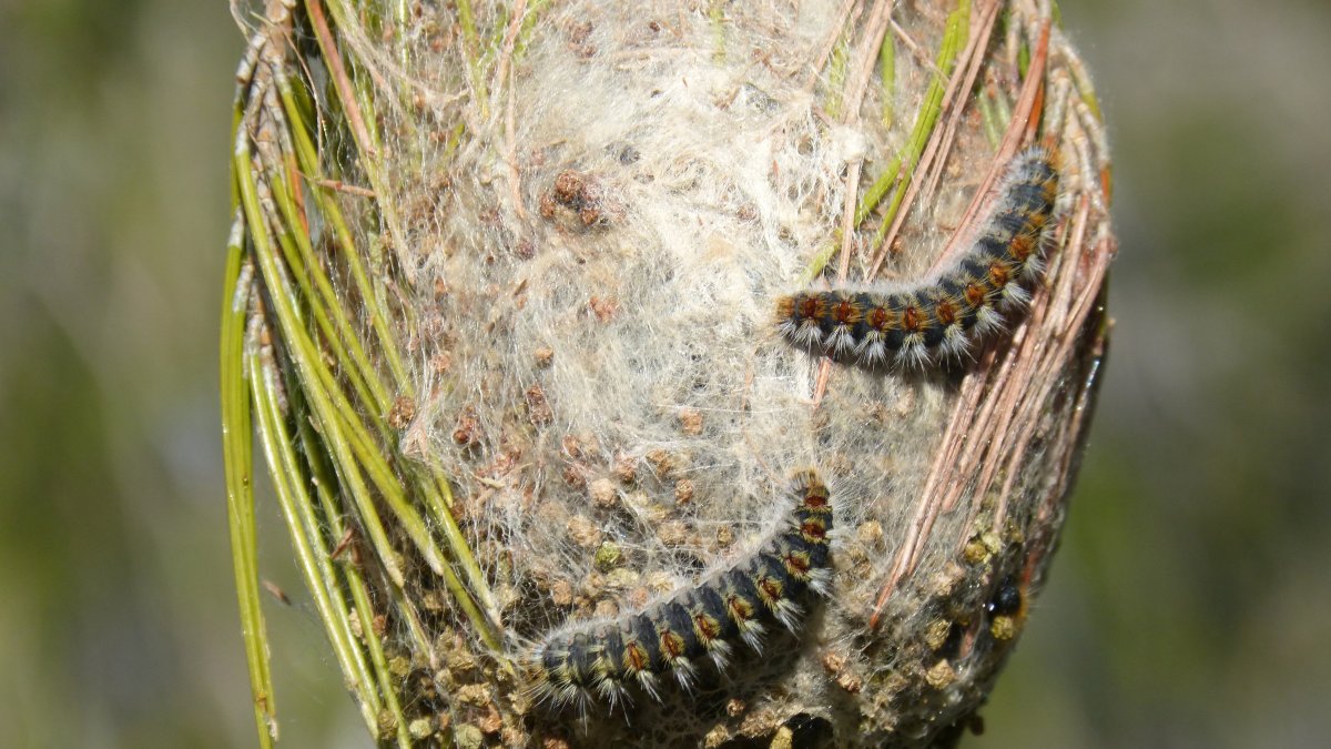 La plaga conocida como ’pocesionaria del pino’ sobre uno troncos de un pino