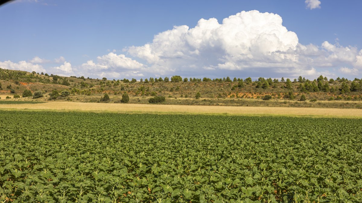 Imagen de un campo de girasol todavía en sus inicio con la siembra