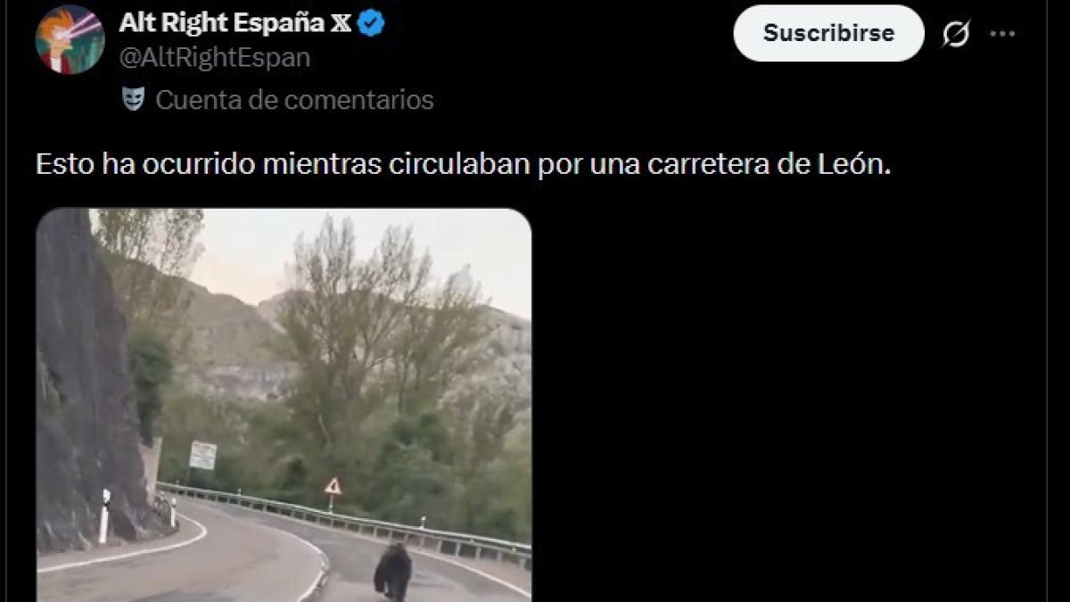 Vídeo en el que aparece un oso en una carretera de la provincia de León criticado por la Junta de Castilla y León.