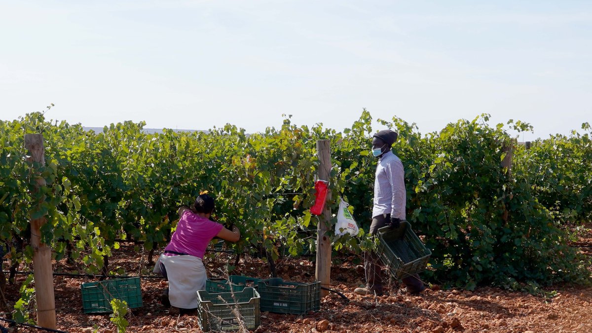 Dos personas recogen uva durante la vendimia en una pasada campaña, en la bodega Heredad de Urueña.