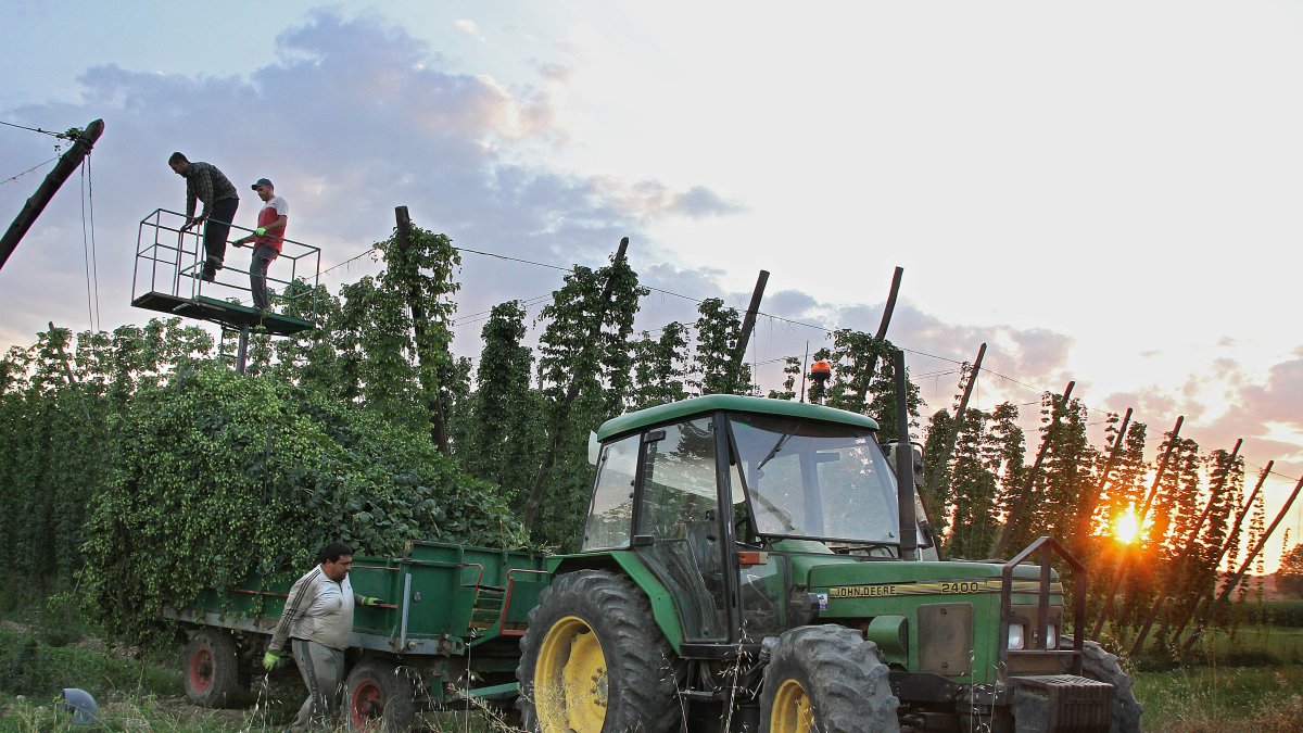 Agricultores de Carrizo de la Ribera (León) recogen lúpulo, en una explotación agrícola, durante una cosecha.