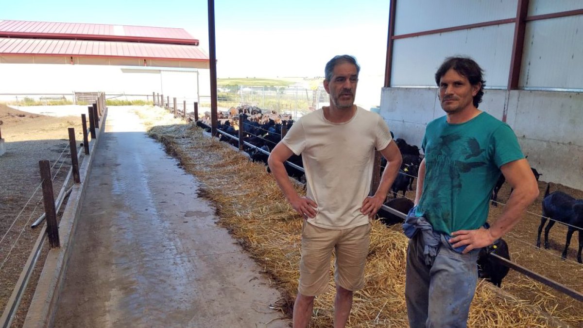 Los hermanos Porres han logrado poner a su explotación familiar y su pueblo en el mapa gracias al caprino lácteo.