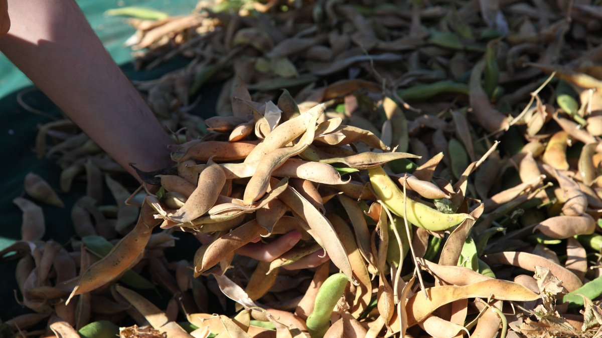 Recolección de los nuevos terrenos para la producción del judión de La Granja bajo la nueva marca de garantía