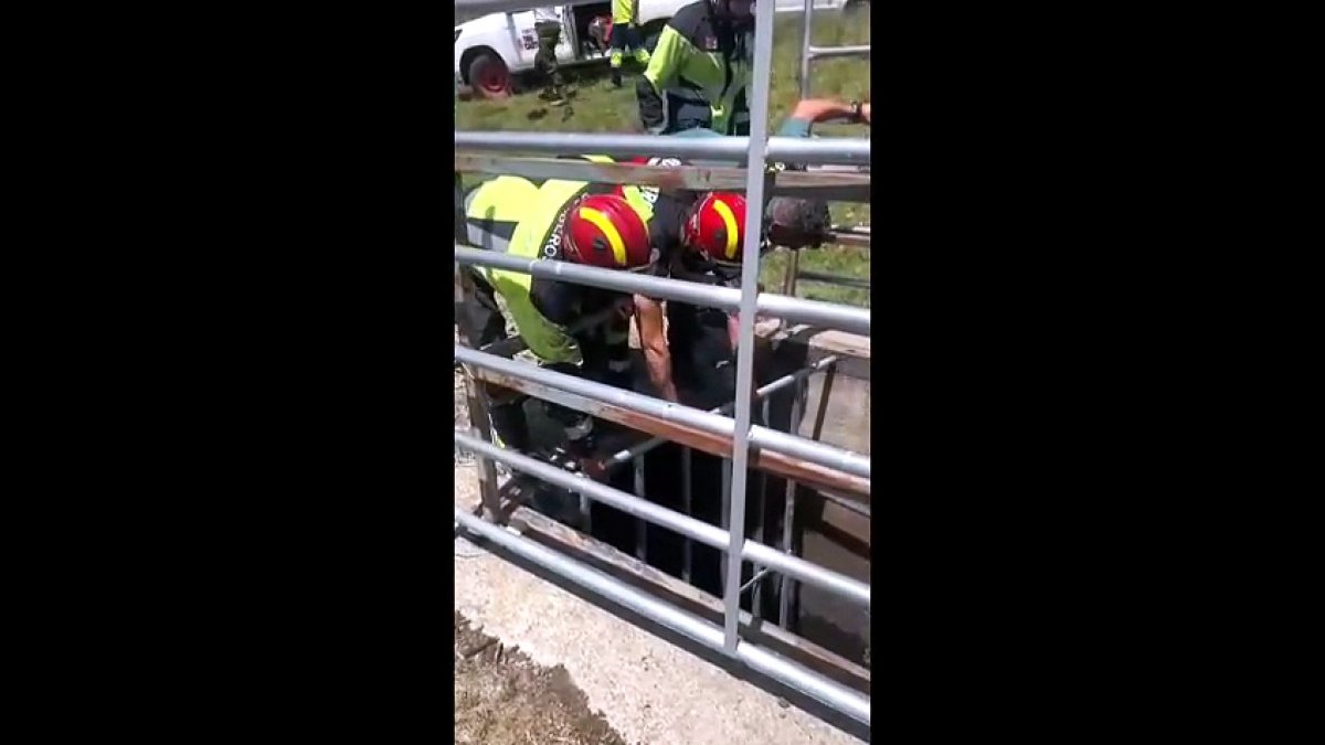 Rescate de un toro en un canal de un pueblo de Zamora.