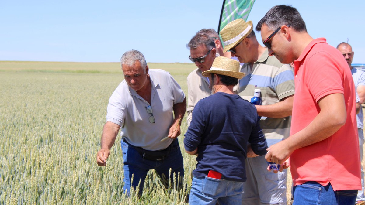Alrededor de 75 agricultores participaron en las jornadas de ensayo en Cabrejas del Campo.