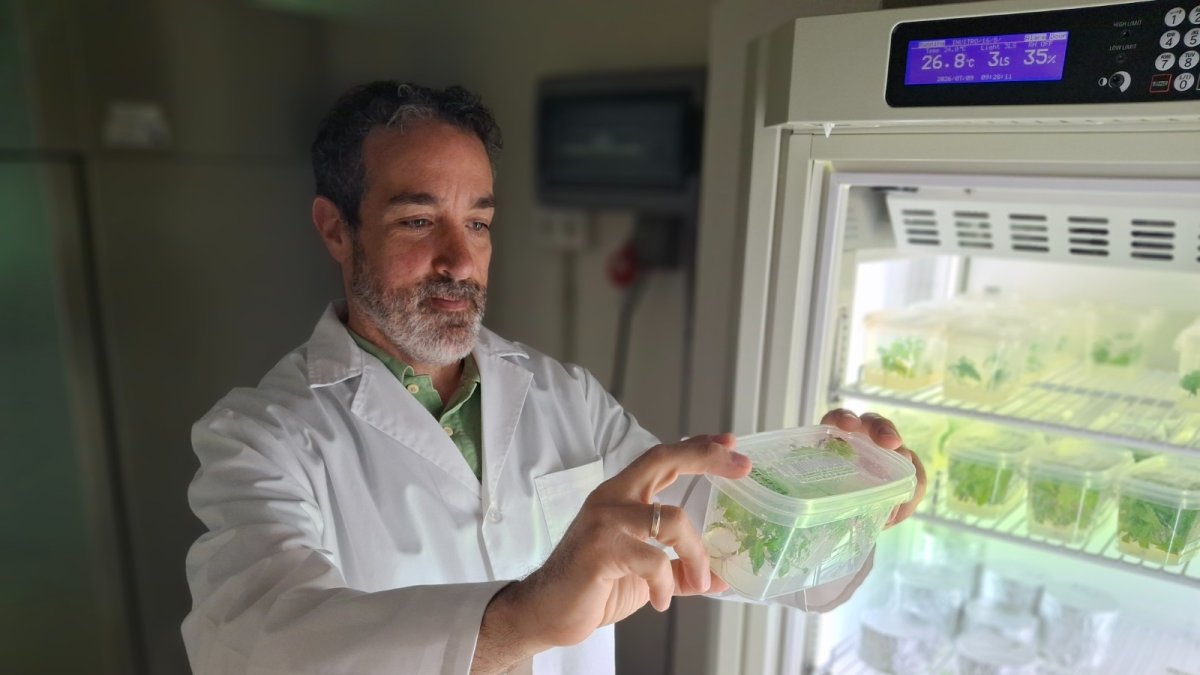 Sergio Cerezo Medina, del Irnsa-CSIC, sostiene un recipiente transparente con pequeñas plantas verdes mientras observa su contenido.