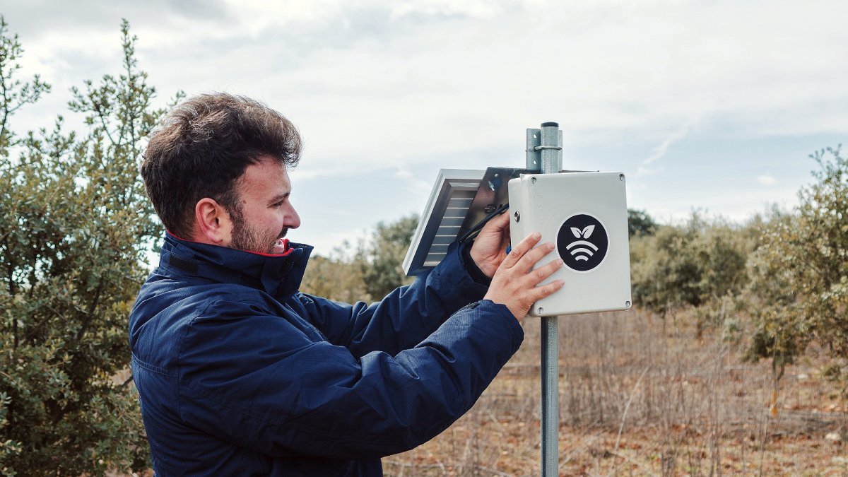Iván Franco Manchón, en la platanción trufera