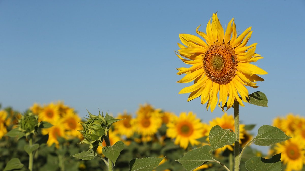 Una cabeza de un girasol en fase de nascencia, antes de sacar la pipa