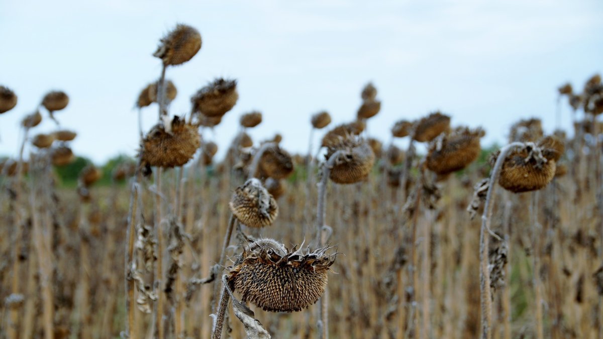 La sequía está causando estragos sobre el girasol, un cultivo alternativo con gran presencia en tierras burgalesas