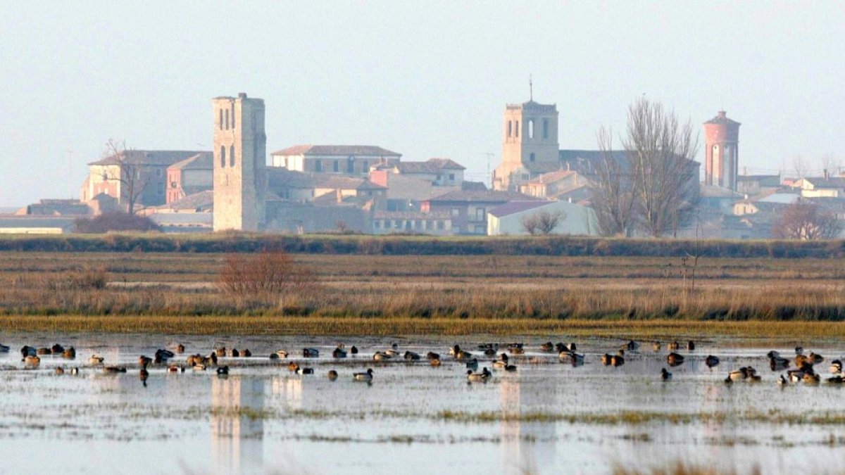 Imagen de archivo de unas aves en la laguna de Tamariz de Campos (Valladolid).